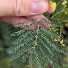 Acacia deanei subsp. paucijuga at Koorawatha, NSW - 27 Dec 2023