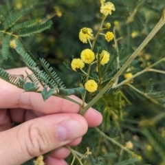 Acacia deanei subsp. paucijuga at Koorawatha, NSW - 27 Dec 2023