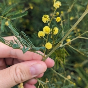 Acacia deanei subsp. paucijuga at Koorawatha, NSW - 27 Dec 2023