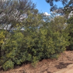 Acacia deanei subsp. paucijuga at Koorawatha, NSW - 27 Dec 2023 03:24 PM