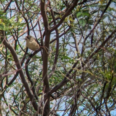 Aphelocephala leucopsis (Southern Whiteface) at Koorawatha, NSW - 27 Dec 2023 by Darcy