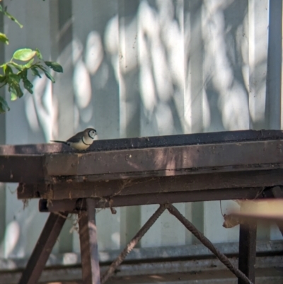 Stizoptera bichenovii (Double-barred Finch) at Wellington, NSW - 28 Dec 2023 by Darcy