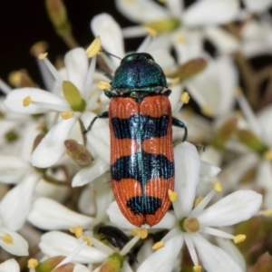 Castiarina crenata at The Pinnacle - 28 Dec 2023