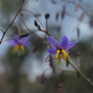 Dianella caerulea var. caerulea at QPRC LGA - 28 Dec 2023