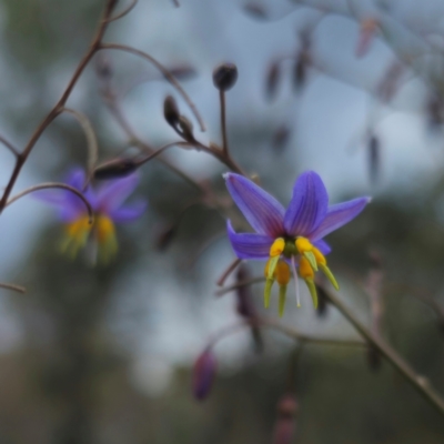 Dianella caerulea var. caerulea (Blue Flax-lily, Paroo Lily) at QPRC LGA - 28 Dec 2023 by Csteele4
