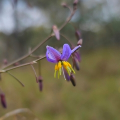 Dianella caerulea var. caerulea at QPRC LGA - 28 Dec 2023