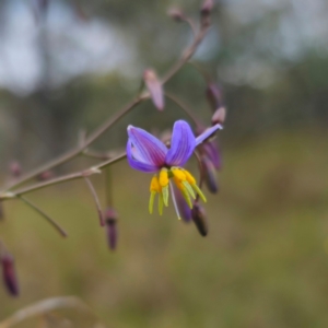 Dianella caerulea var. caerulea at QPRC LGA - 28 Dec 2023