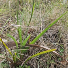 Dianella caerulea var. caerulea at QPRC LGA - 28 Dec 2023