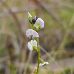 Glycine clandestina (Twining Glycine) at Captains Flat, NSW - 28 Dec 2023 by Csteele4