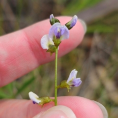 Glycine clandestina at QPRC LGA - 28 Dec 2023 02:38 PM