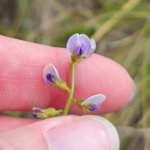 Glycine clandestina at QPRC LGA - 28 Dec 2023 02:38 PM