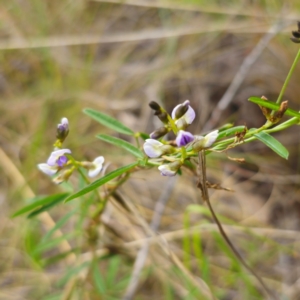 Glycine clandestina at QPRC LGA - 28 Dec 2023 02:38 PM