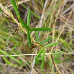 Glycine clandestina at QPRC LGA - 28 Dec 2023 02:38 PM