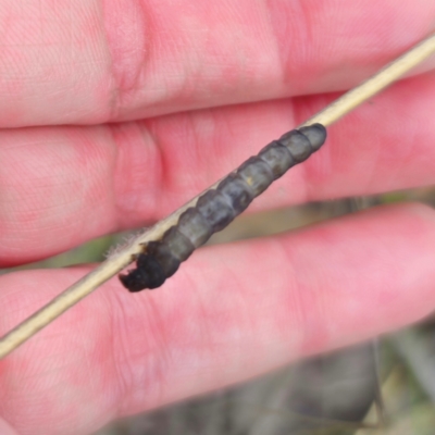 Lepidoptera unclassified IMMATURE (caterpillar or pupa or cocoon) at QPRC LGA - 28 Dec 2023 by Csteele4