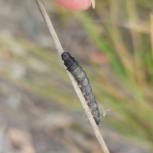 Lepidoptera unclassified IMMATURE moth at QPRC LGA - 28 Dec 2023