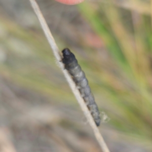 Lepidoptera unclassified IMMATURE moth at QPRC LGA - 28 Dec 2023