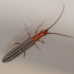 Syllitus rectus (Longhorn beetle) at QPRC LGA - 28 Dec 2023 by MarkT