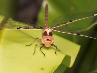 Telephlebia brevicauda (Southern Evening Darner) at ANBG - 4 Dec 2023 by Gallpix