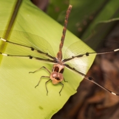 Telephlebia brevicauda at ANBG - 4 Dec 2023