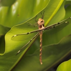 Telephlebia brevicauda at ANBG - 4 Dec 2023