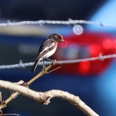 Petroica goodenovii (Red-capped Robin) at Wodonga - 27 Dec 2023 by KylieWaldon