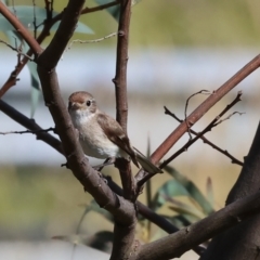 Petroica goodenovii at Wodonga, VIC - 28 Dec 2023 08:15 AM