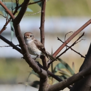 Petroica goodenovii at Wodonga, VIC - 28 Dec 2023 08:15 AM