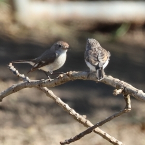 Petroica goodenovii at Wodonga, VIC - 28 Dec 2023 08:15 AM