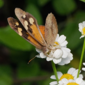 Thomisus spectabilis at Downer, ACT - 28 Dec 2023