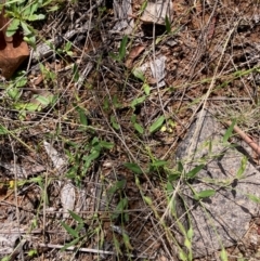 Zornia dyctiocarpa var. dyctiocarpa (Zornia) at Umbagong District Park - 26 Dec 2023 by Rosie