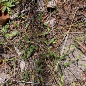 Zornia dyctiocarpa var. dyctiocarpa at Umbagong District Park - 26 Dec 2023 11:27 AM