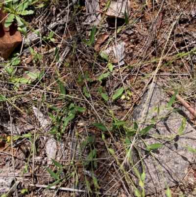 Zornia dyctiocarpa var. dyctiocarpa (Zornia) at Latham, ACT - 26 Dec 2023 by Rosie