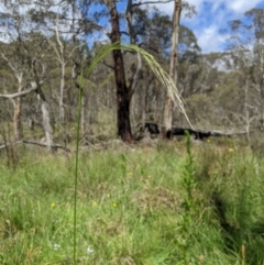 Dichelachne hirtella (Plume Grass) at Namadgi National Park - 28 Dec 2023 by MattM