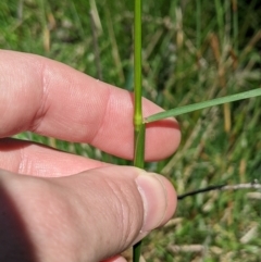 Dichelachne hirtella at Namadgi National Park - 28 Dec 2023