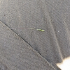 Dichelachne hirtella at Namadgi National Park - 28 Dec 2023