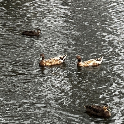 Anas platyrhynchos (Mallard (Domestic Type)) at Doreen, VIC - 28 Dec 2023 by Fazza