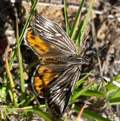 Synemon collecta (Striated Sun Moth) by HaukeKoch