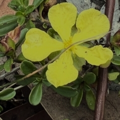 Hibbertia obtusifolia (Grey Guinea-flower) at Higgins, ACT - 27 Dec 2023 by Untidy