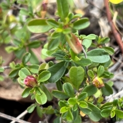 Hibbertia obtusifolia at Higgins Woodland - 27 Dec 2023 06:16 PM