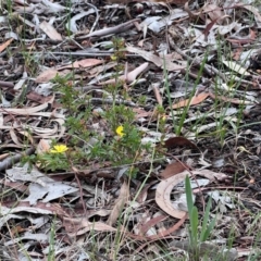 Hibbertia obtusifolia at Higgins Woodland - 27 Dec 2023 06:16 PM