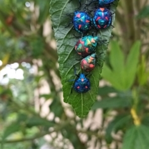 Tectocoris diophthalmus at Everton Hills, QLD - suppressed