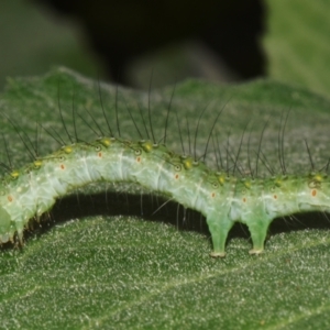 Xanthodes transversa at Sheldon, QLD - 27 Dec 2023