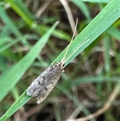 Lecithoceridae (family) (Tropical Longhorned Moths) at Ainslie, ACT - 27 Dec 2023 by Pirom