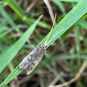 Lecithoceridae (family) at Mount Ainslie - 27 Dec 2023 06:30 PM