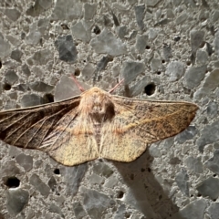 Antictenia punctunculus (A geometer moth) at Reid, ACT - 25 Dec 2023 by Pirom