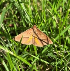 Epidesmia chilonaria (Golden-winged Epidesmia) at Curtin, ACT - 26 Dec 2023 by Pirom