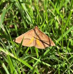 Epidesmia chilonaria at Curtin, ACT - 26 Dec 2023