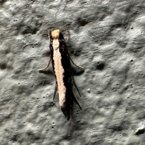 Monopis crocicapitella at Curtin, ACT - 26 Dec 2023