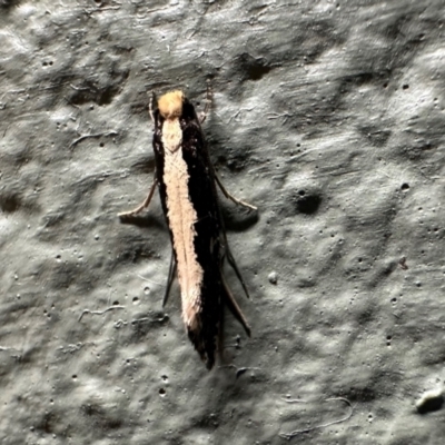Monopis crocicapitella (Bird Nest Moth) at Curtin, ACT - 26 Dec 2023 by Pirom