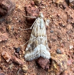 Hellula hydralis (Cabbage Centre Moth) at Ainslie, ACT - 27 Dec 2023 by Pirom